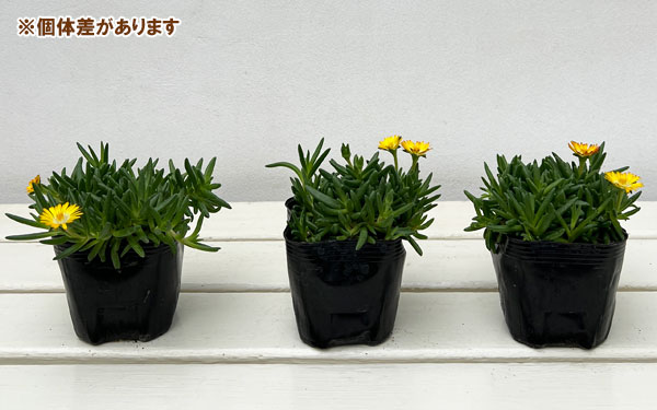 マツバギク:おひさま花火 リド イエローアイ3号ポット