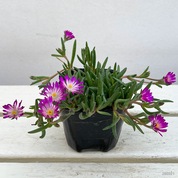 マツバギク：おひさま花火 リド マゼンタホワイトアイ3号ポット