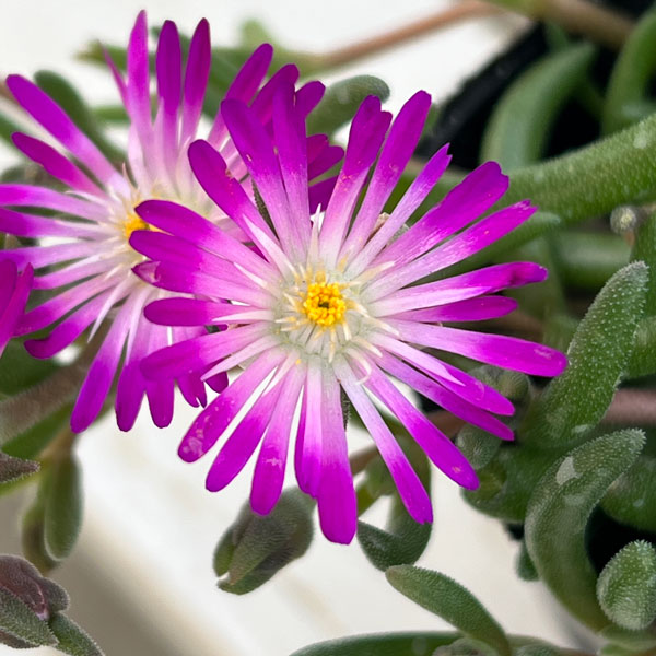 マツバギク：おひさま花火 リド マゼンタホワイトアイ3号ポット