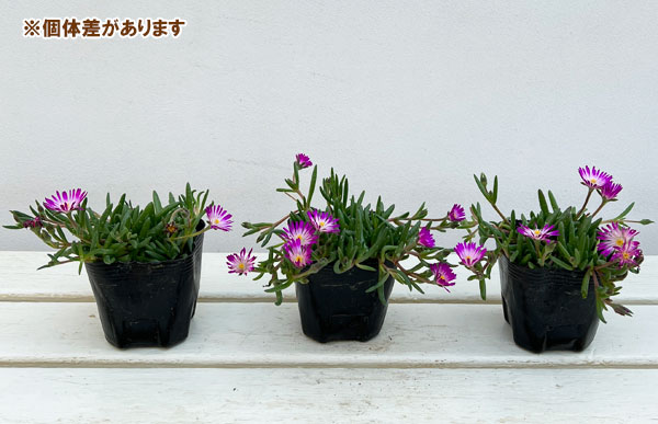 マツバギク：おひさま花火 リド マゼンタホワイトアイ3号ポット