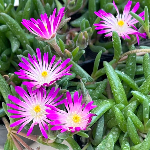 マツバギク：おひさま花火 リド マゼンタホワイトアイ3号ポット