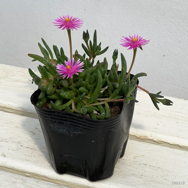 マツバギク：おひさま花火 リド ピンク3号ポット