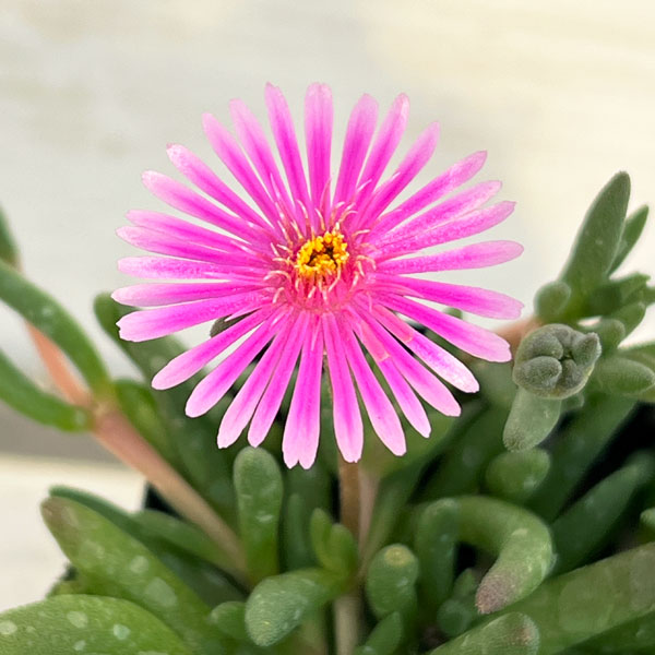 マツバギク：おひさま花火 リド ピンク3号ポット