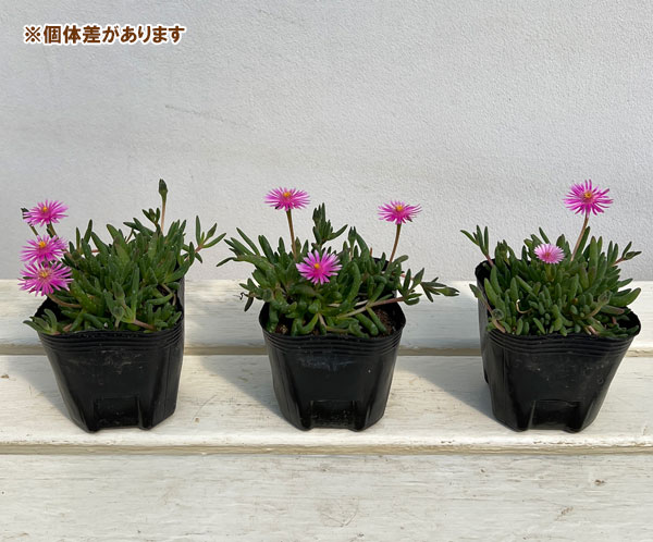 マツバギク：おひさま花火 リド ピンク3号ポット