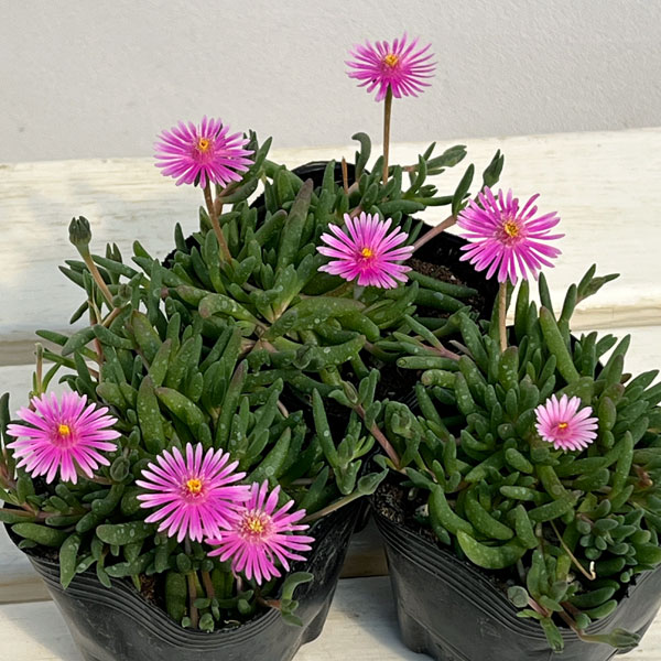 マツバギク：おひさま花火 リド ピンク3号ポット