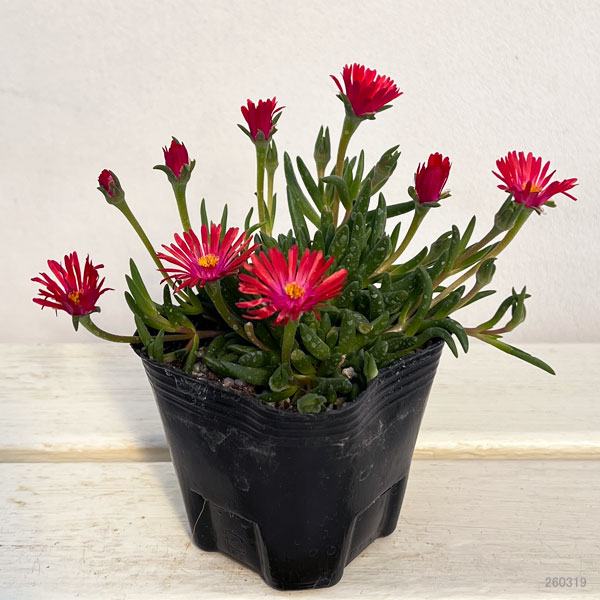 マツバギク：おひさま花火 リド オレンジピンクアイ3号ポット