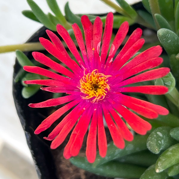 マツバギク：おひさま花火 リド オレンジピンクアイ3号ポット