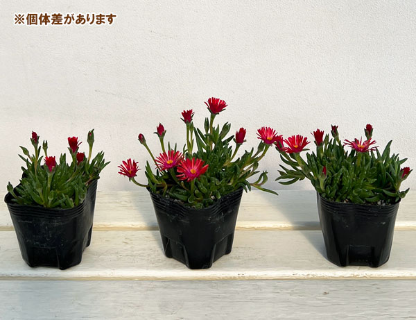 マツバギク：おひさま花火 リド オレンジピンクアイ3号ポット