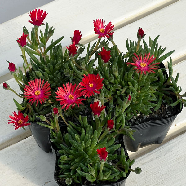 マツバギク：おひさま花火 リド オレンジピンクアイ3号ポット