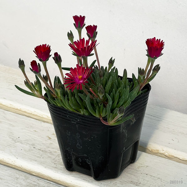 マツバギク：おひさま花火 リド マゼンタ3号ポット