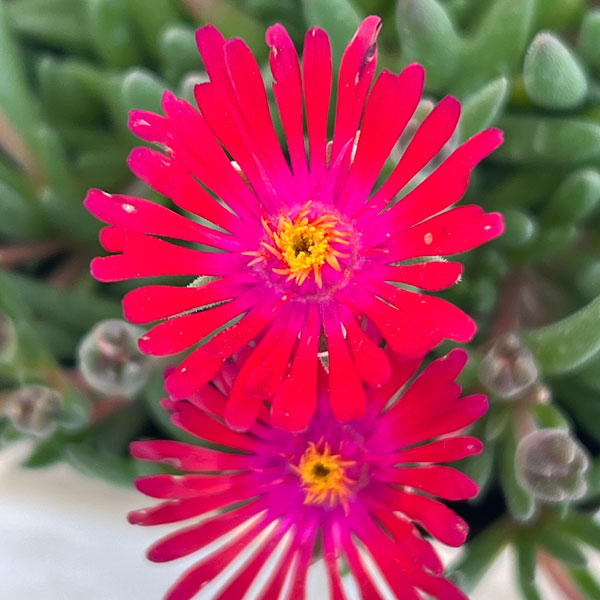 マツバギク：おひさま花火 リド マゼンタ3号ポット