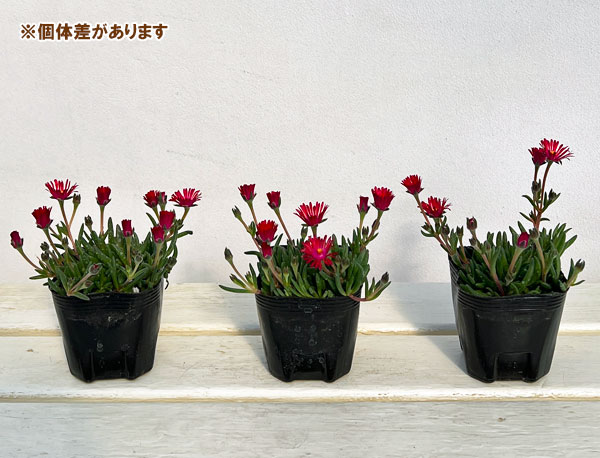 マツバギク：おひさま花火 リド マゼンタ3号ポット