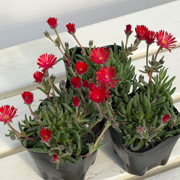 マツバギク：おひさま花火 リド マゼンタ3号ポット