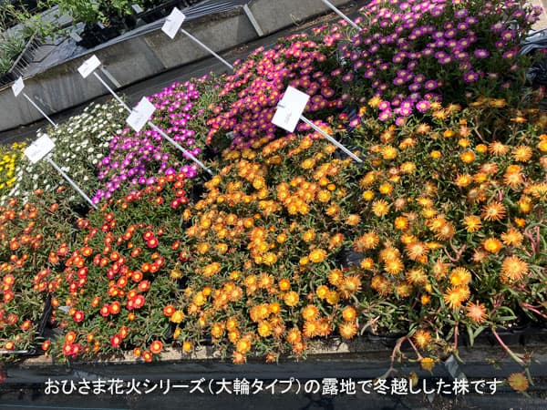 マツバギク:おひさま花火 リド ピンク3号ポット