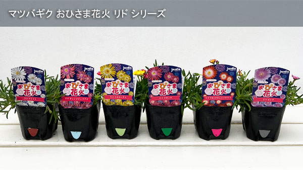 マツバギク:おひさま花火 リド ピンク3号ポット