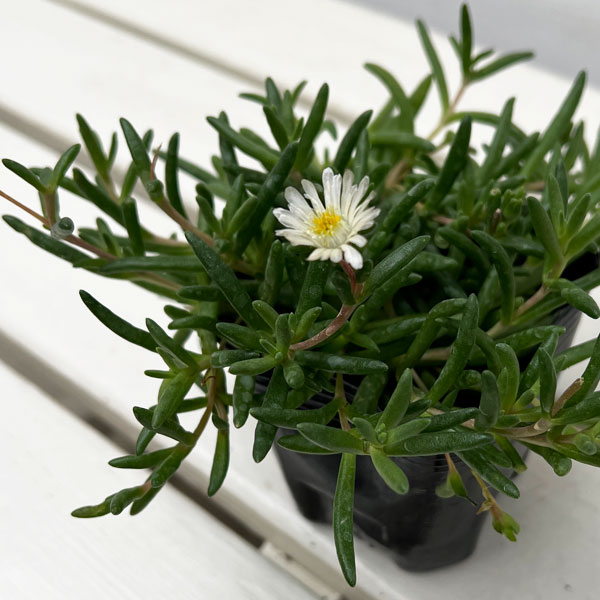 マツバギク:おひさま花火 リド ホワイト3号ポット