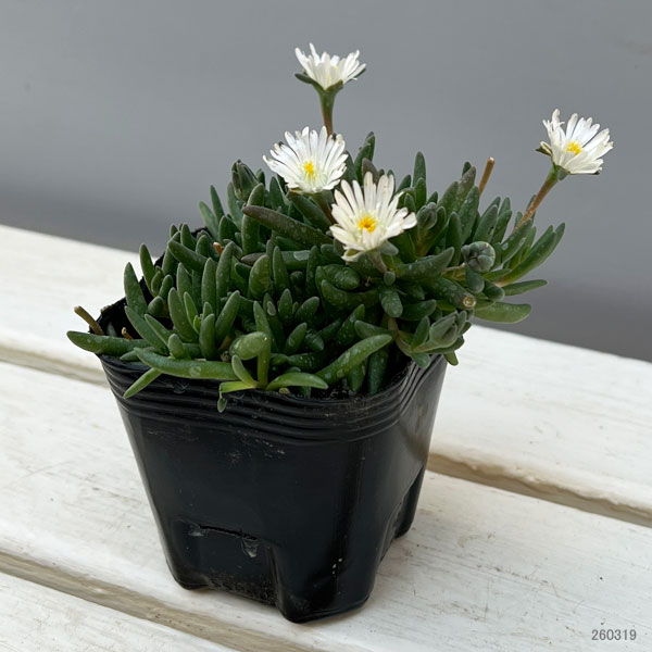 マツバギク：おひさま花火 リド ホワイト3号ポット