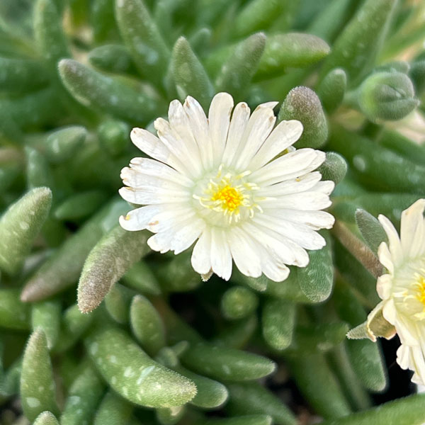 マツバギク：おひさま花火 リド ホワイト3号ポット