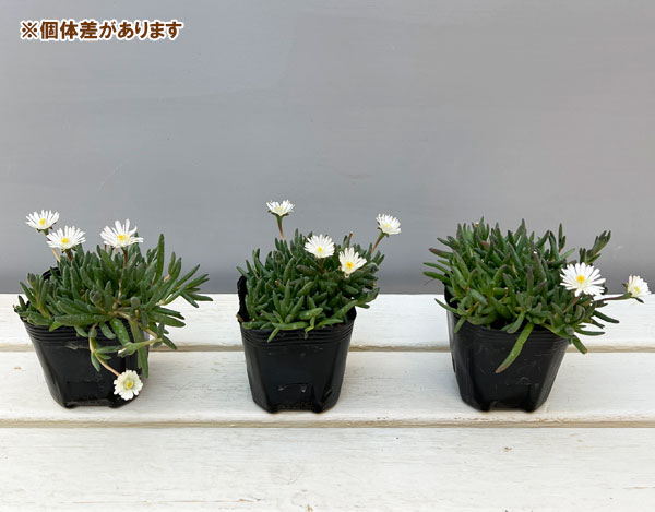 マツバギク：おひさま花火 リド ホワイト3号ポット