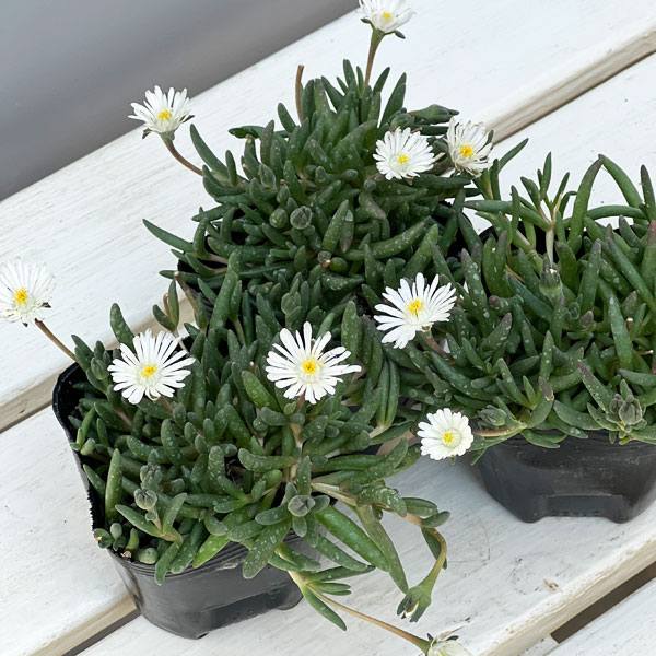 マツバギク：おひさま花火 リド ホワイト3号ポット