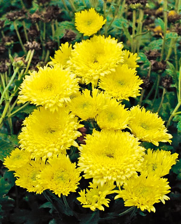 バリエッタマム(花付き菊苗):ジーナス3.5号ポット