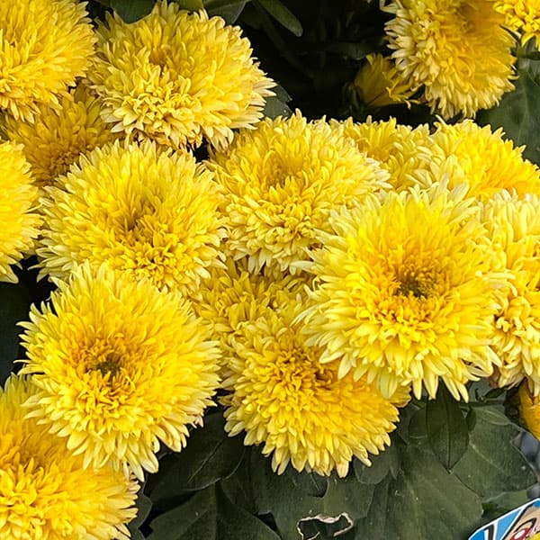 （わけあり特価）バリエッタマム（花付き菊苗）：ジーナス3.5号ポット