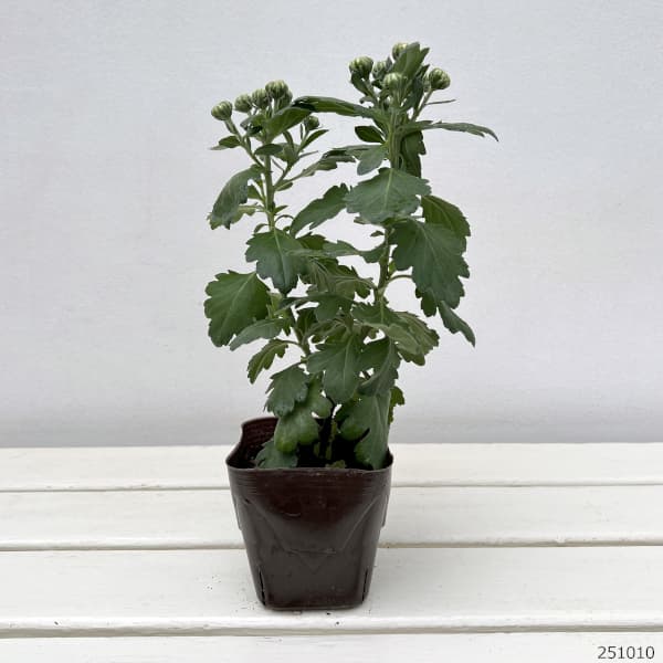 （わけあり特価）バリエッタマム（花付き菊苗）：ジーナス3.5号ポット