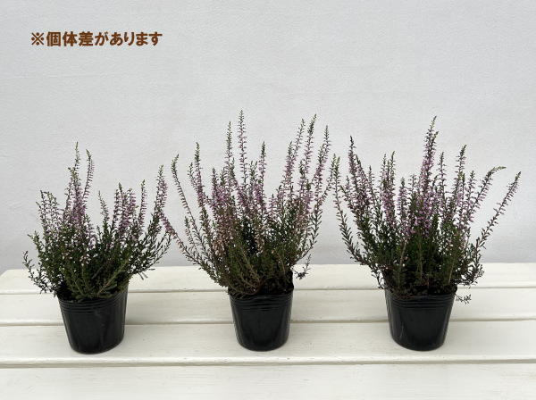 カルーナ：ガーデンガールズ・ラベンダー系3号ポット