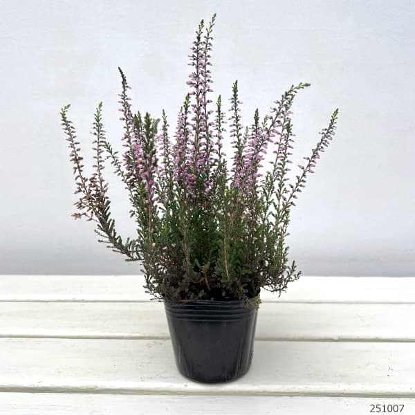 カルーナ：ガーデンガールズ・ラベンダー系3号ポット