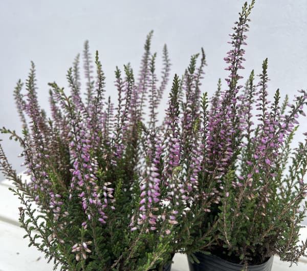 カルーナ：ガーデンガールズ・ラベンダー系3号ポット