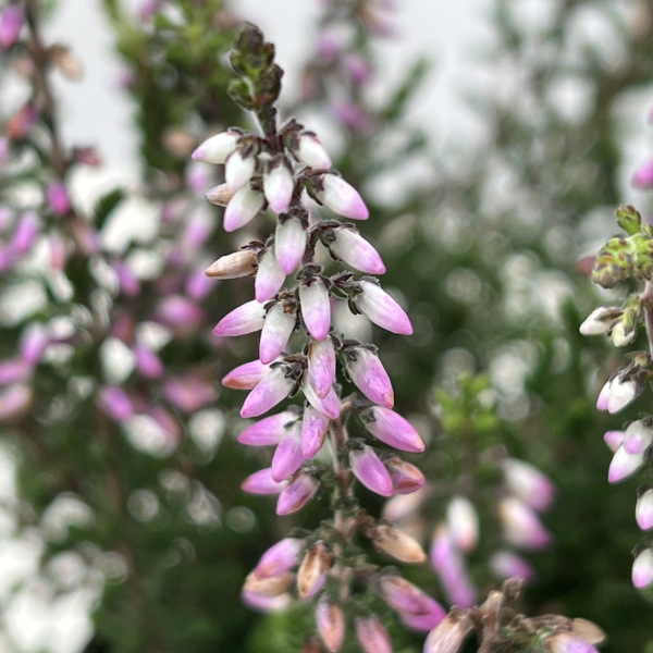 カルーナ：ガーデンガールズ・ラベンダー系3号ポット