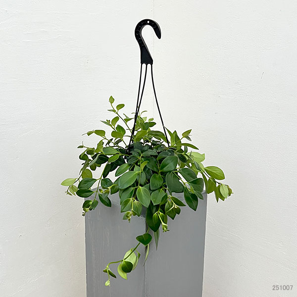 エスキナンサス:モナリザ4.5号吊鉢植え