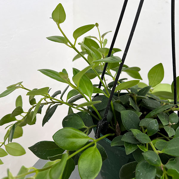 エスキナンサス:モナリザ4.5号吊鉢植え