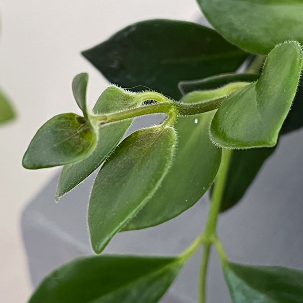 エスキナンサス:モナリザ4.5号吊鉢植え