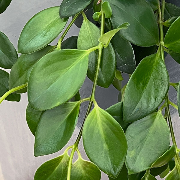 エスキナンサス:モナリザ4.5号吊鉢植え
