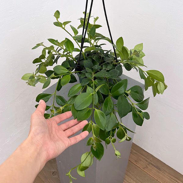 エスキナンサス:モナリザ4.5号吊鉢植え