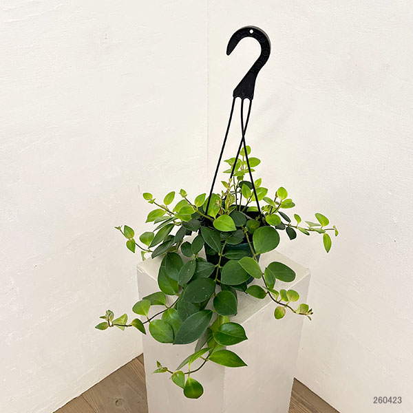 エスキナンサス:モナリザ4.5号吊鉢植え