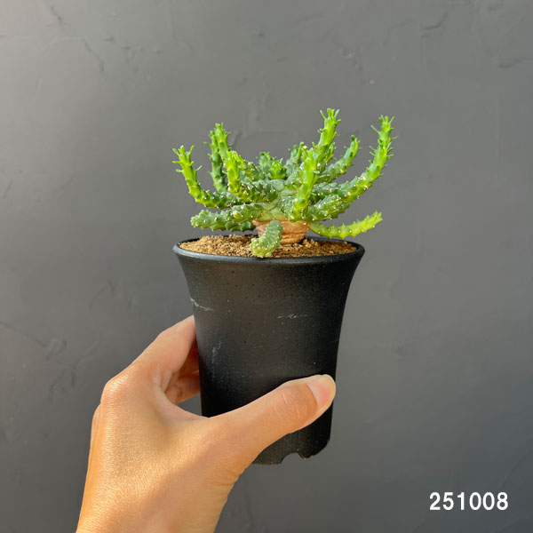 ユーフォルビア:ブレビラマ 実生株 2.5号鉢植え