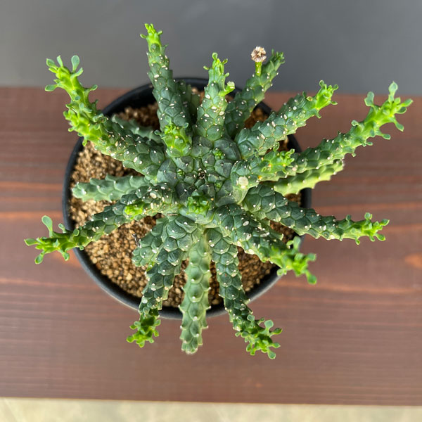 ユーフォルビア:ブレビラマ 実生株 2.5号鉢植え