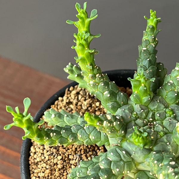 ユーフォルビア:ブレビラマ 実生株 2.5号鉢植え