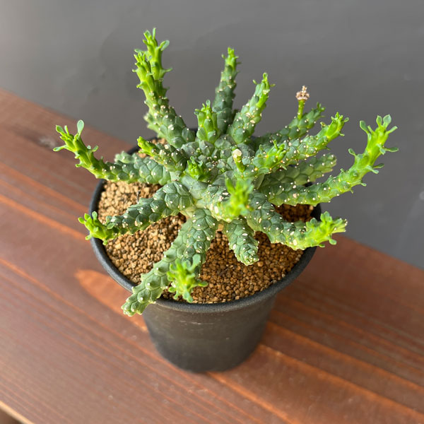 ユーフォルビア:ブレビラマ 実生株 2.5号鉢植え