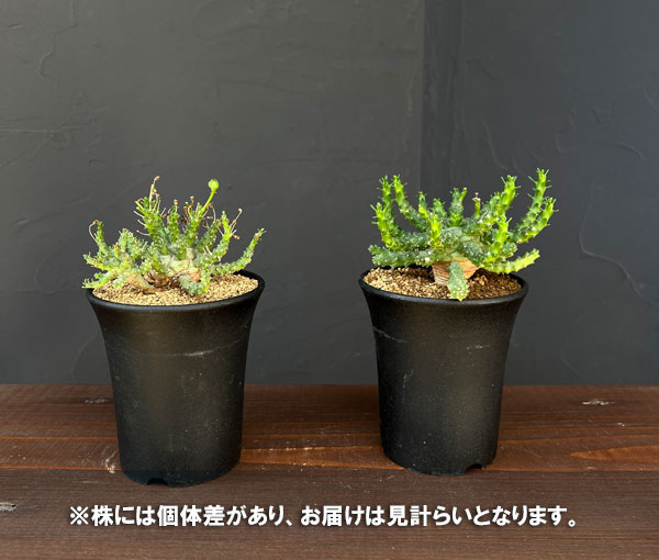 ユーフォルビア:ブレビラマ 実生株 2.5号鉢植え