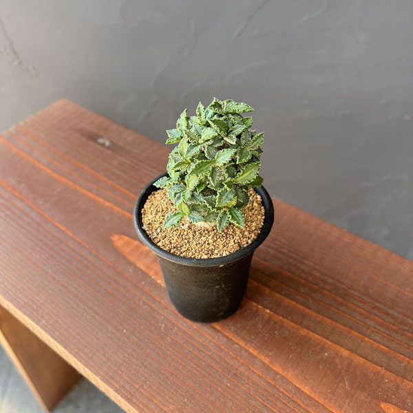 ユーフォルビア:トゥレアレンシス 2.5号鉢植え*