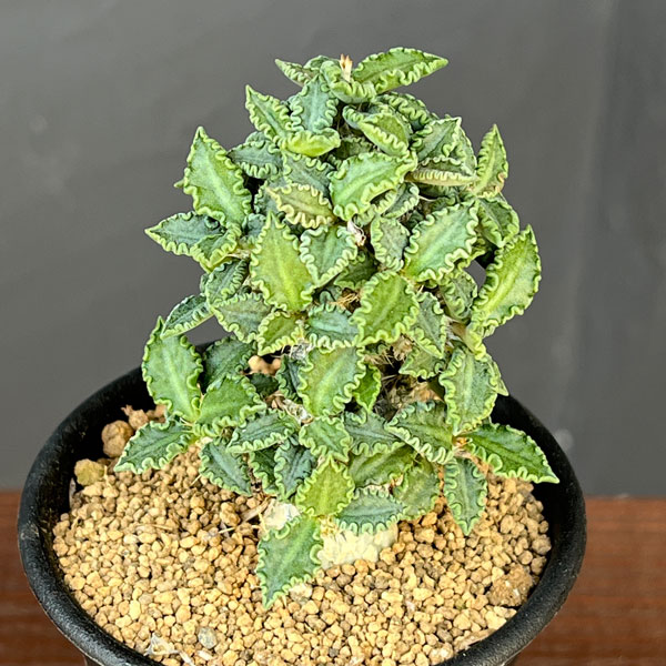 ユーフォルビア:トゥレアレンシス 2.5号鉢植え*