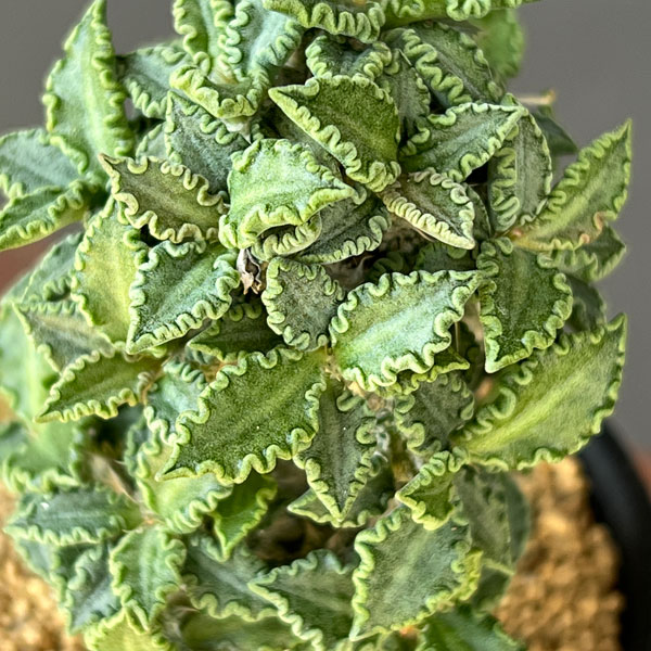 ユーフォルビア:トゥレアレンシス 2.5号鉢植え*