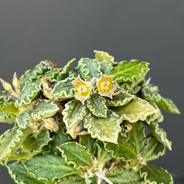 ユーフォルビア:トゥレアレンシス 2.5号鉢植え*