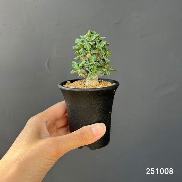 ユーフォルビア:トゥレアレンシス 2.5号鉢植え*