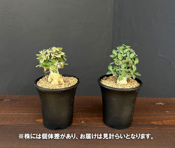 ユーフォルビア:トゥレアレンシス 2.5号鉢植え*