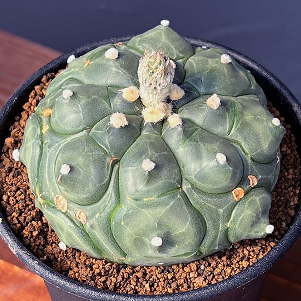 アストロフィツム:アステリアス亀甲兜丸(カブトマル)3号鉢植え*