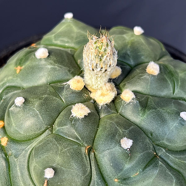 アストロフィツム:アステリアス亀甲兜丸(カブトマル)3号鉢植え*